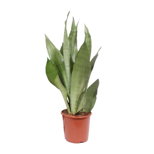 Sansevieria Moonshine – Ø17cm – ↕60cm