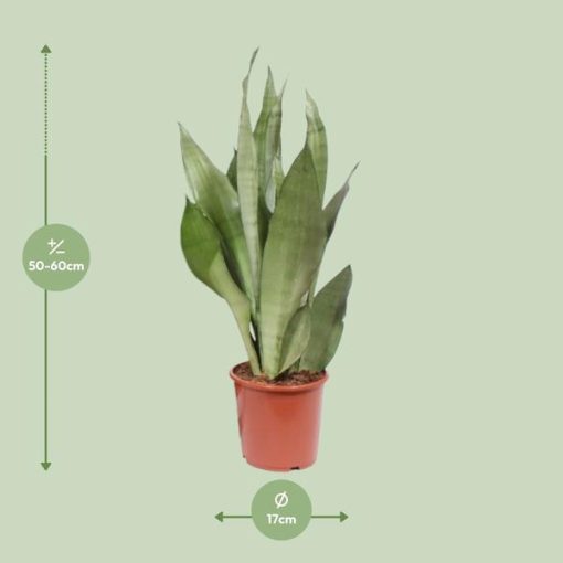 Sansevieria Moonshine - Ø17cm - ↕60cm – Bild 2