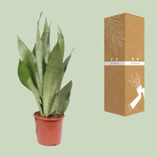 Sansevieria Moonshine - Ø17cm - ↕60cm – Bild 3