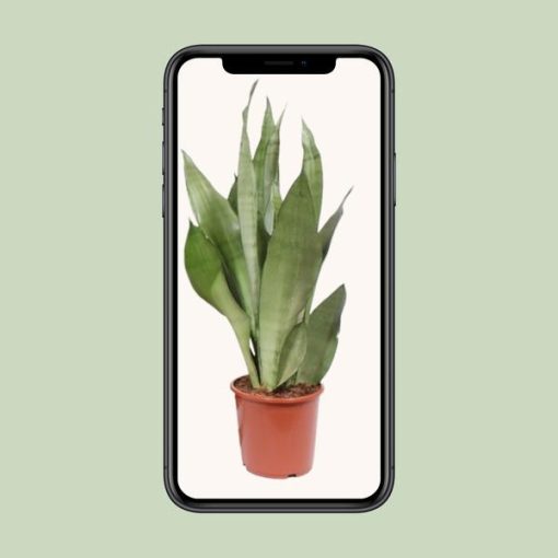 Sansevieria Moonshine - Ø17cm - ↕60cm – Bild 4