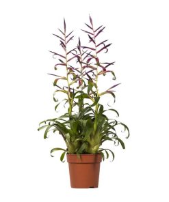 Tillandsia Mora – Ø12cm – ↕55cm