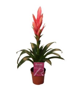 Tillandsia Ziva – Ø12cm – ↕50cm