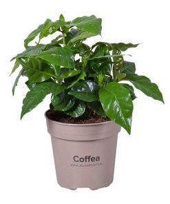 Coffea Arabica – Ø15cm – ↕45cm