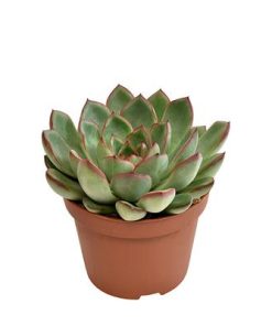 Echeveria Amado – Ø10,5cm – ↕15cm