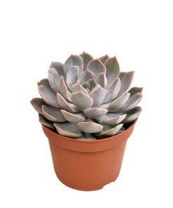 Echeveria Grande Cinza – Ø10,5cm – ↕15cm