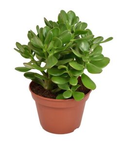 Crassula Ovata – Ø15cm – ↕21cm