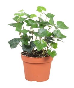 Hedera Hibernica – Ø13cm – ↕30cm