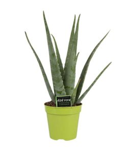 Aloe Vera – Ø15cm – ↕65cm