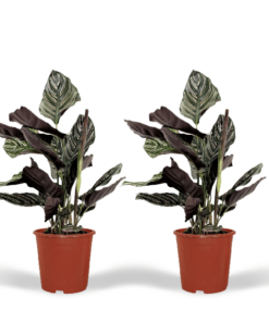 2x Calathea Ornata – Pfauenpflanze – 50cm – ø14