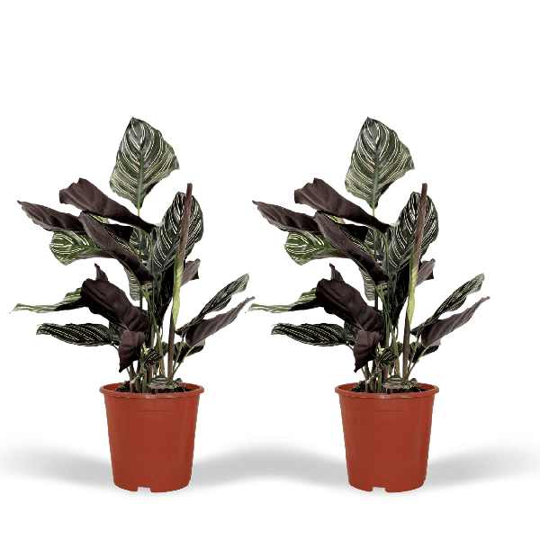 2x Calathea Ornata – Pfauenpflanze – 50cm – ø14