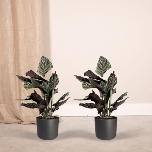 2x Calathea Ornata - Pfauenpflanze - 50cm - ø14 – Bild 2