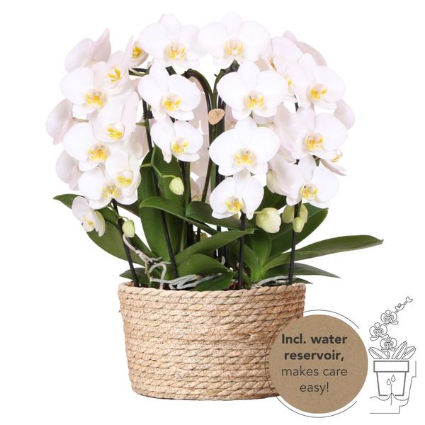 Kolibri Orchids | weißes Orchideen-Set im Schilfkorb inkl. Wassertank | drei gebogene weiße Orchideen Niagara Fall 12cm | Mono Bouquet weiß mit autarkem Wassertank