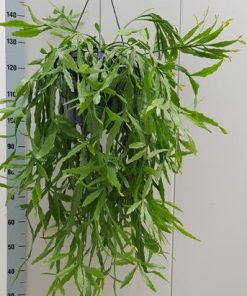 Rhipsalis Crispata 25cm – Ø25cm – ↕60cm