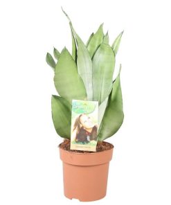 Sansevieria Moonshine – Hoogte 40-45** – Ø14cm – ↕40cm