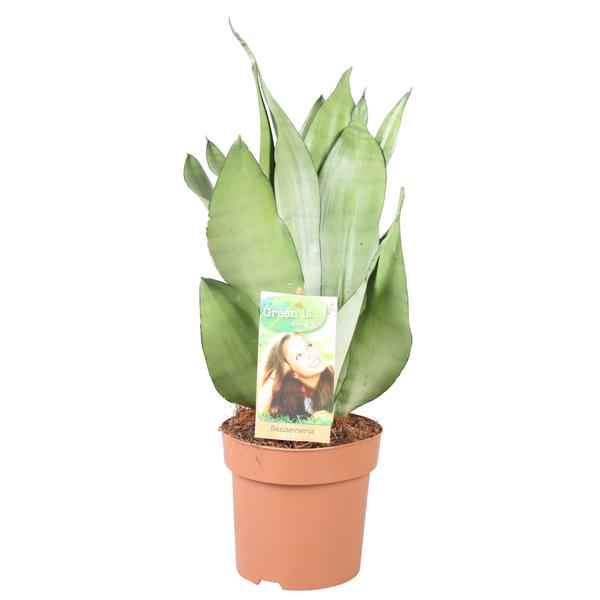 Sansevieria Moonshine – Hoogte 40-45** – Ø14cm – ↕40cm