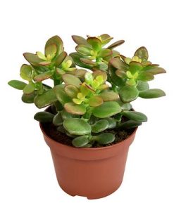 Crassula Minor – Ø10,5cm – ↕15cm