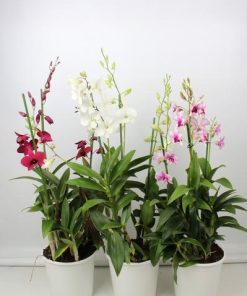 Dendrobium Toef 3 Tak 19 Cm – Ø19cm – ↕70cm