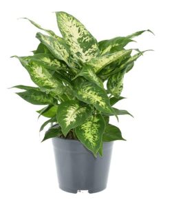 Dieffenbachia Compacta 2 PP – Ø14cm – ↕35cm