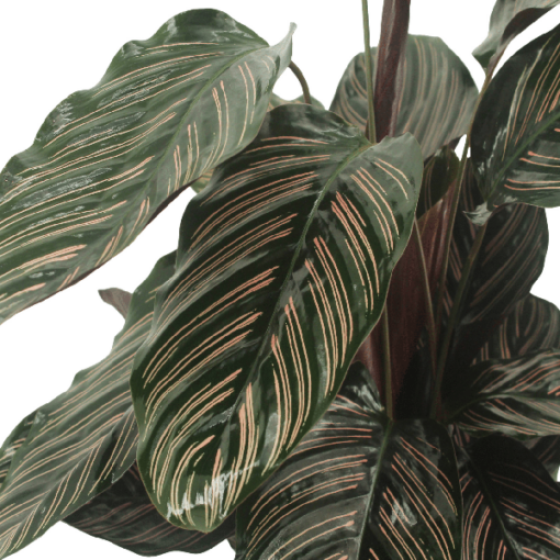 2x Calathea Ornata - Pfauenpflanze - 50cm - ø14 – Bild 3