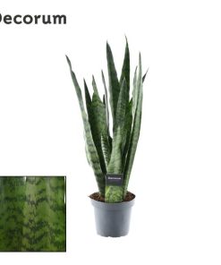 Sansevieria Zeylanica (Decorum) – Ø14cm – ↕55cm