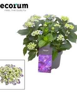 Hydrangea Curly Wurly Blauw 9-15 Kop (Decorum) – Ø23cm – ↕50cm