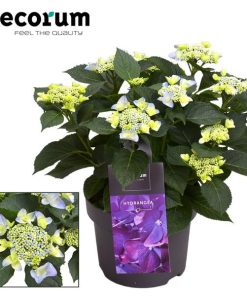 Hydrangea Teller Nizza Blue 7 – 12 Kop (Decorum) – Ø23cm – ↕45cm