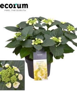 Hydrangea Teller Benxi (wit) 7 – 12 Kop (Decorum) – Ø23cm – ↕45cm