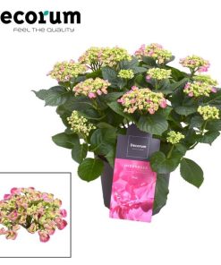 Hydrangea Curly Wurly Roze 9-15 Kop (Decorum) – Ø23cm – ↕50cm