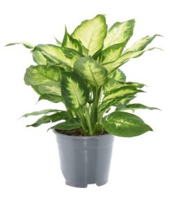 Dieffenbachia Camilla 2 PP – Ø14cm – ↕35cm