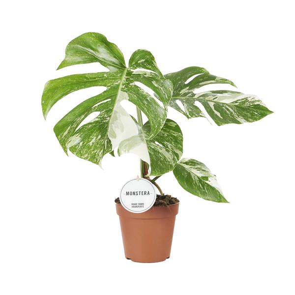 Monstera Deliciosa Variegata – Ø15cm – ↕45cm