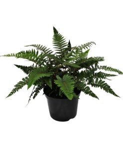 Polystichum Polyblepharum Jade – Ø24cm – ↕50cm