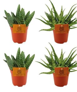 2x Aloe Paradisicum + 2x Aloe Spider – 4 stuks – Ø10.5cm – ↕10cm