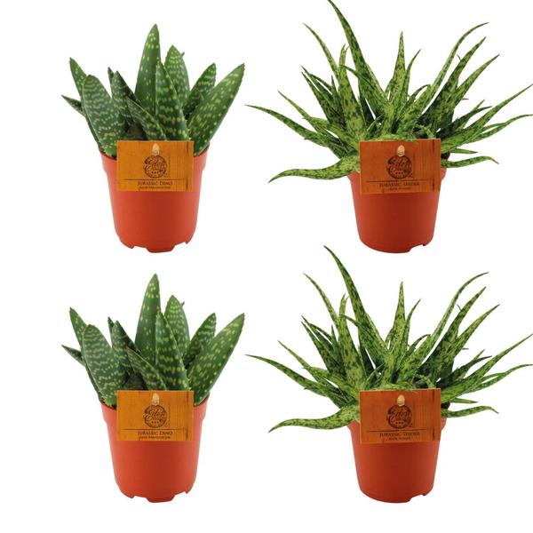 2x Aloe Paradisicum + 2x Aloe Spider – 4 stuks – Ø10.5cm – ↕10cm