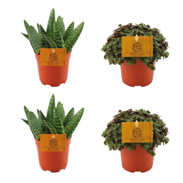 2x Aloe Paradisicum + 2x Callisia Turtle – 4 stuks – Ø10.5cm – ↕10cm