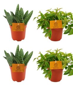 2x Aloe Paradisicum + 2x Peperomia Ang. Rocca Vivace – 4 stuks – Ø10.5cm – ↕10cm