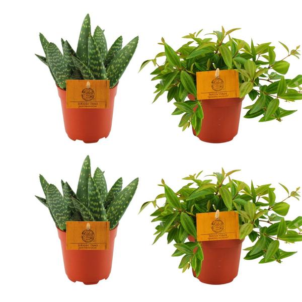 2x Aloe Paradisicum + 2x Peperomia Ang. Rocca Vivace – 4 stuks – Ø10.5cm – ↕10cm