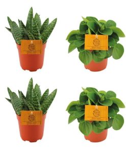 2x Aloe Paradisicum + 2x Peperomia Rana Verde – 4 stuks – Ø10.5cm – ↕10cm