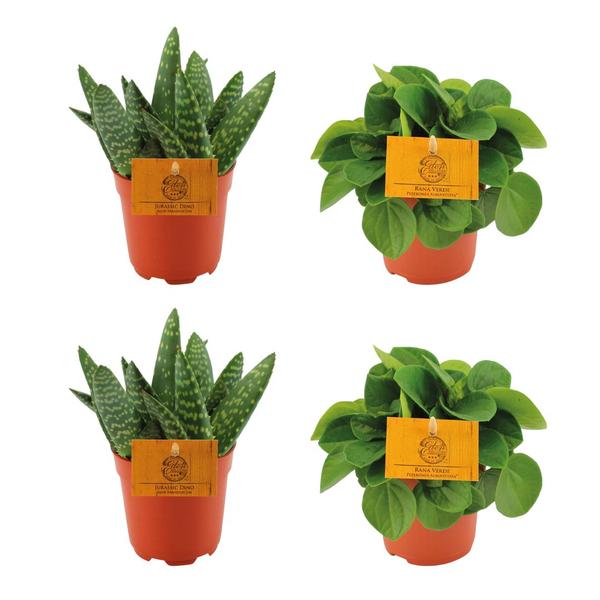 2x Aloe Paradisicum + 2x Peperomia Rana Verde – 4 stuks – Ø10.5cm – ↕10cm