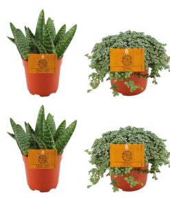 2x Aloe Paradisicum + 2x Pilea Glauca – 4 stuks – Ø10.5cm – ↕10cm