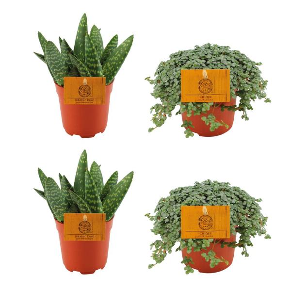 2x Aloe Paradisicum + 2x Pilea Glauca – 4 stuks – Ø10.5cm – ↕10cm