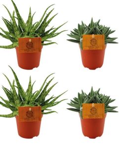 2x Aloe Spider + 2x Crassula Tenelli – 4 stuks – Ø10.5cm – ↕10cm