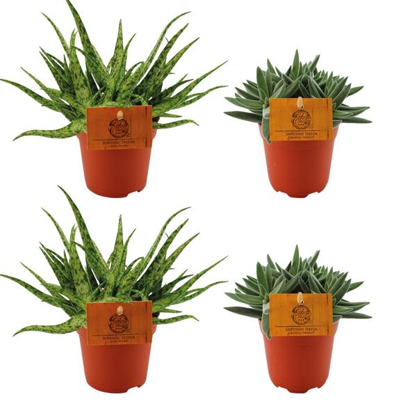 2x Aloe Spider + 2x Crassula Tenelli – 4 stuks – Ø10.5cm – ↕10cm