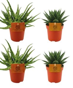 2x Aloe Spider + 2x Gasteria Hybride Aurora – 4 stuks – Ø10.5cm – ↕10cm