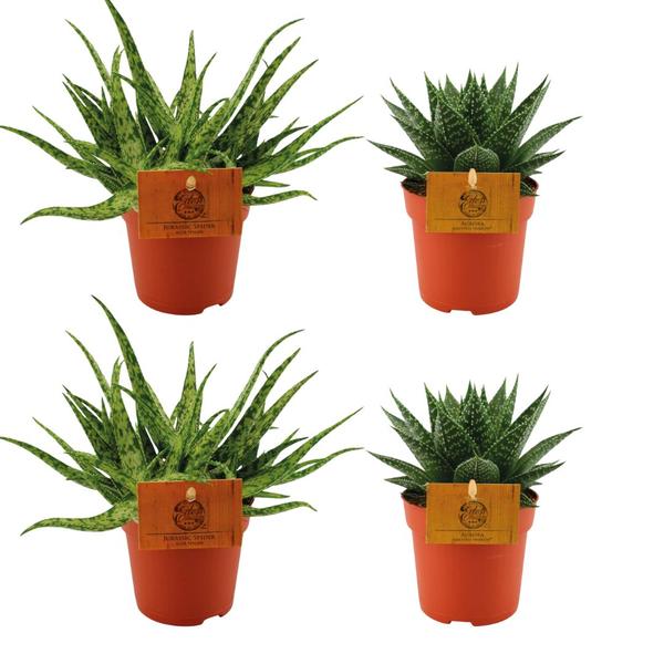 2x Aloe Spider + 2x Gasteria Hybride Aurora – 4 stuks – Ø10.5cm – ↕10cm