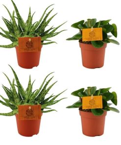 2x Aloe Spider + 2x Peperomia Obtipan Green – 4 stuks – Ø10.5cm – ↕10cm