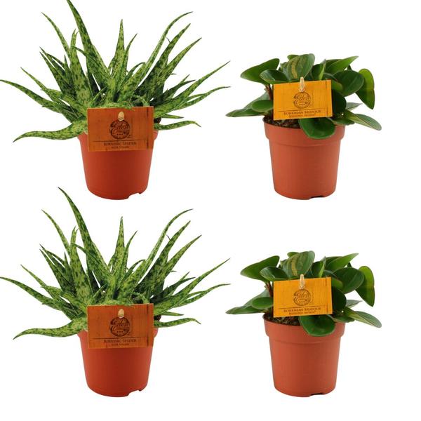 2x Aloe Spider + 2x Peperomia Obtipan Green – 4 stuks – Ø10.5cm – ↕10cm