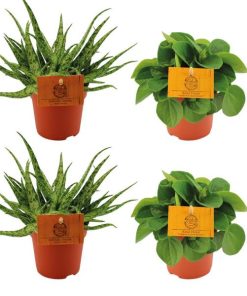 2x Aloe Spider + 2x Peperomia Rana Verde – 4 stuks – Ø10.5cm – ↕10cm