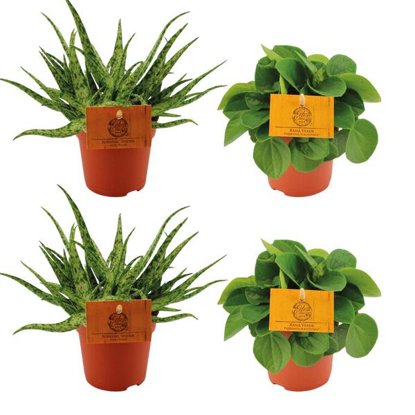 2x Aloe Spider + 2x Peperomia Rana Verde – 4 stuks – Ø10.5cm – ↕10cm