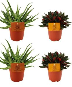 2x Aloe Spider + 2x Peperomia Rosso – 4 stuks – Ø10.5cm – ↕10cm