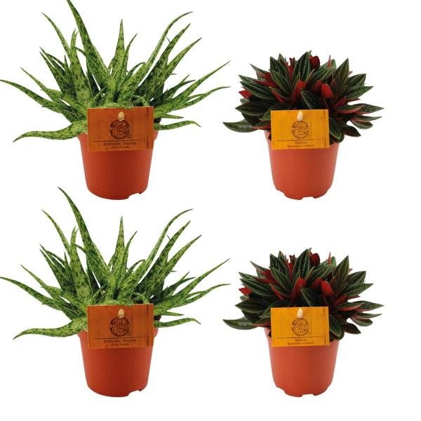 2x Aloe Spider + 2x Peperomia Rosso – 4 stuks – Ø10.5cm – ↕10cm